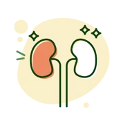 An illustration representing healthy kidneys
