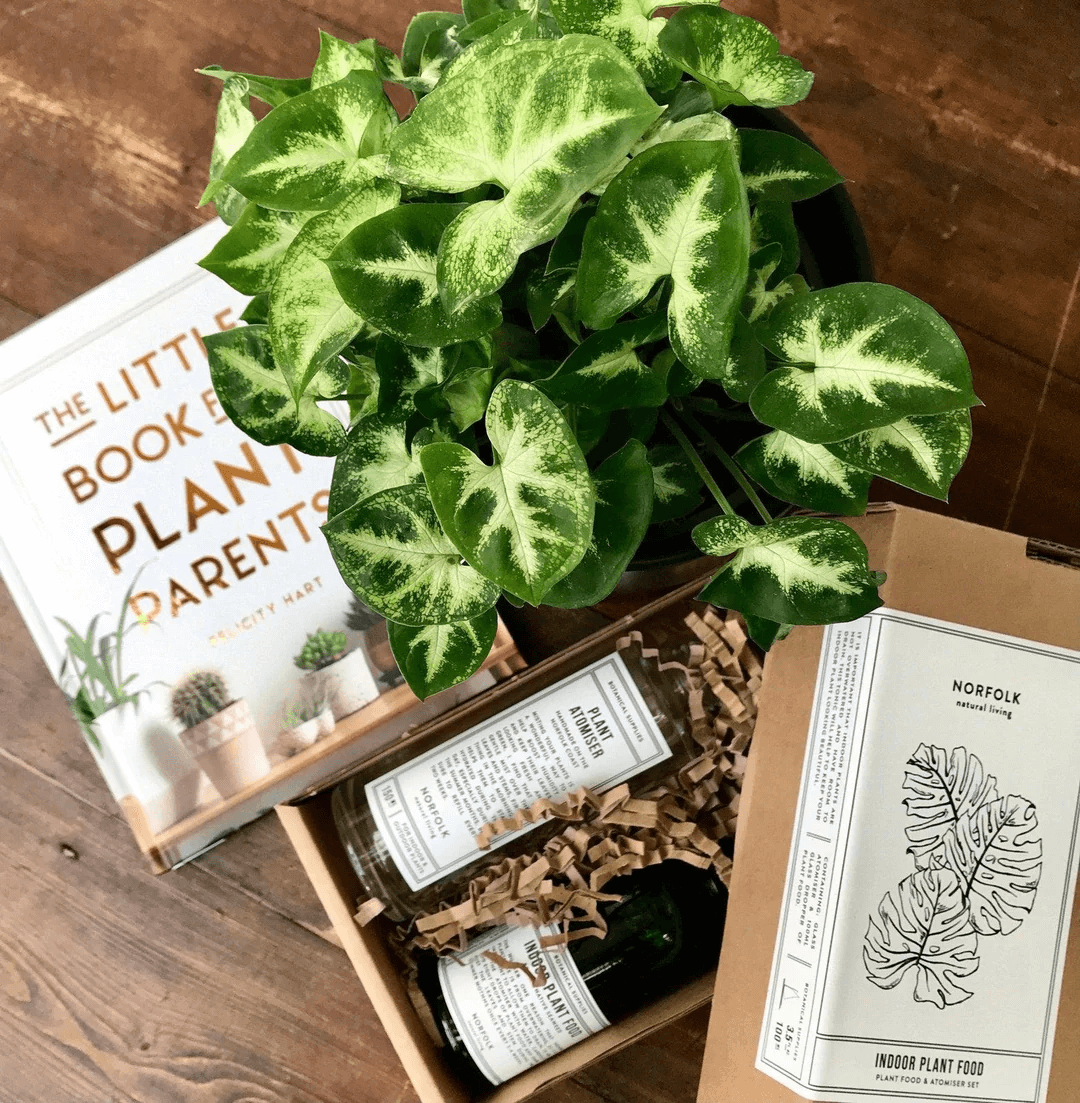 Branded gift box containing a plant, book, and accessories