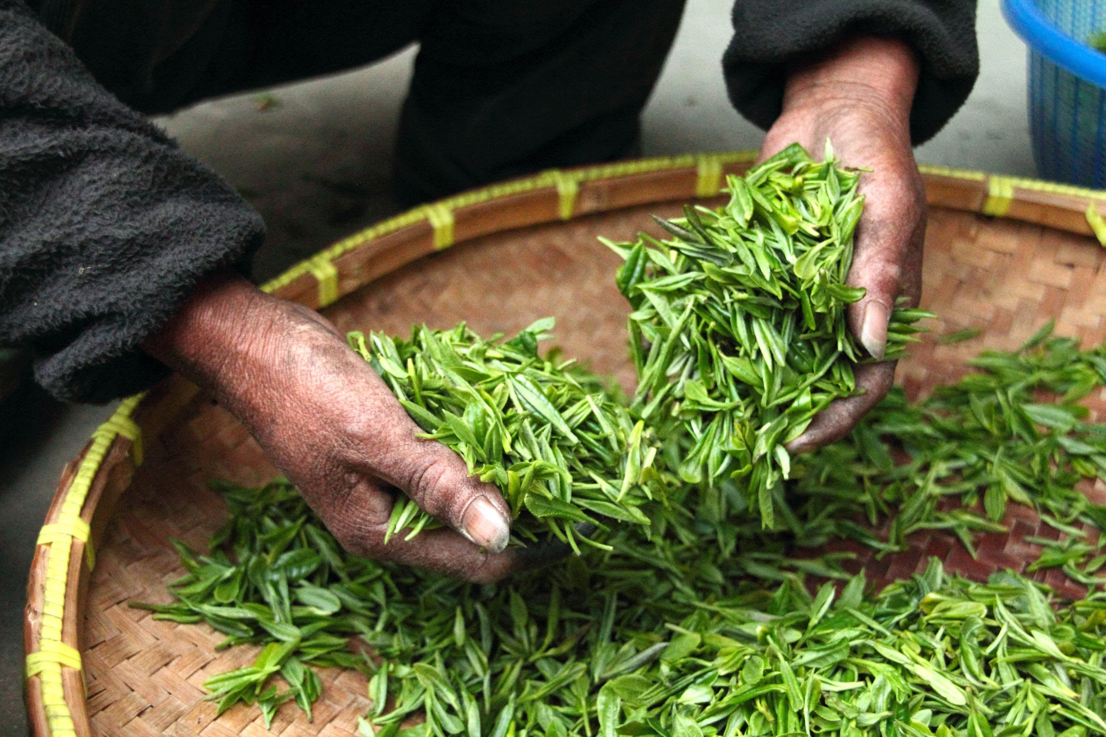 Freshly picked Camellia sinensis tea leaves